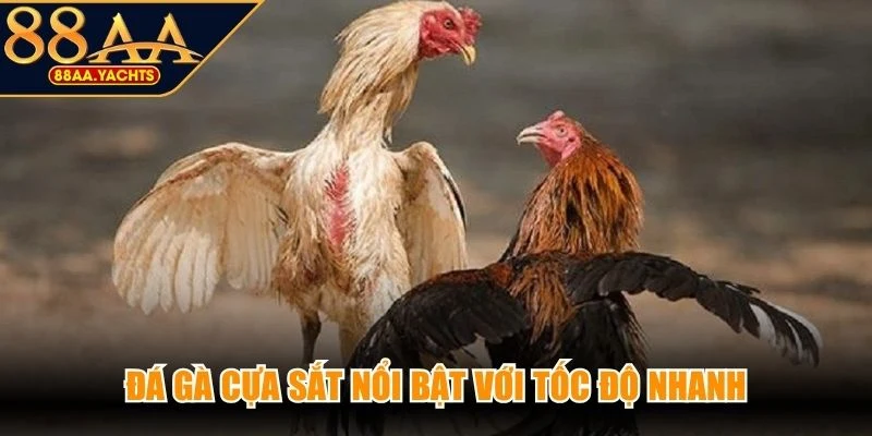 Đá gà cựa sắt nổi bật với tốc độ nhanh cùng màn tranh tài đầy quyết liệt
